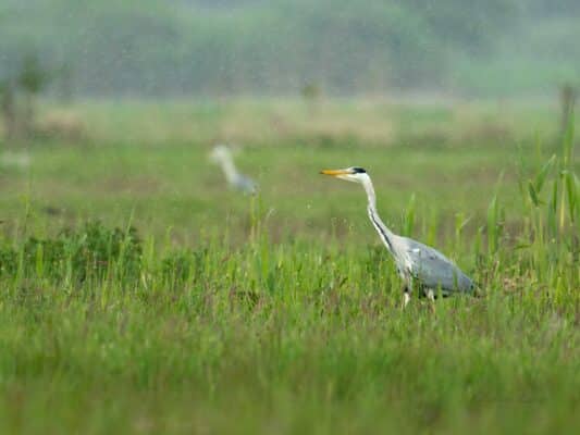 Vögel 0207047